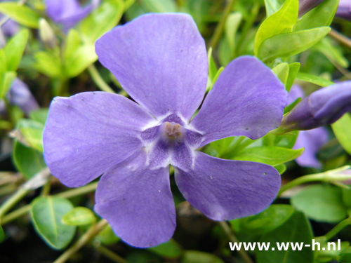 Vinca minor 'Marie'